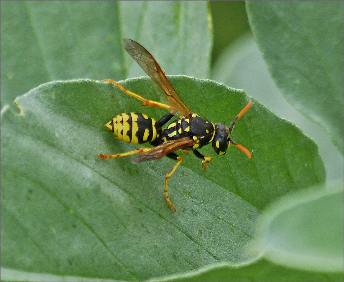 Wespe auf dem Gemse in unserem Garten. 09.07.2020