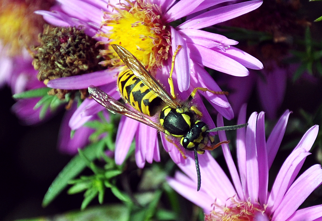 Wespe auf einer Gartenblte - 21.09.2013