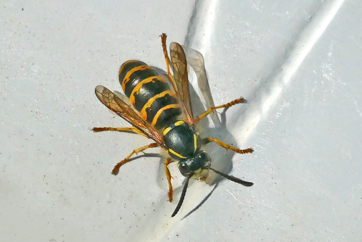 Wespe labt sich an der Vogeltrnke im Garten - 12.06.2020