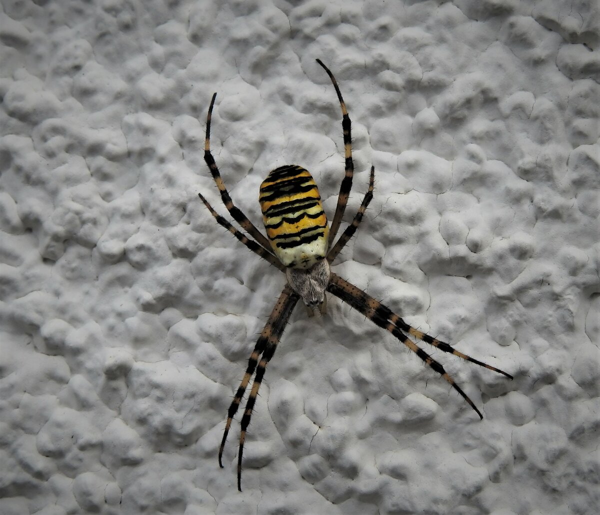 WESPENSPINNE(ECHTE RADNETZSPINNE
Sieht auf den ersten Blick etwas erschreckend aus,hatte sie auch am 29.8.21 zum ersten Mal an einer Hauswand in Siegen vor der Linse,ist aber von ihrem Gift
fr Menschen vllig ungefhrlich...2001 sogar zur  Spinne des Jahres  gewhlt......