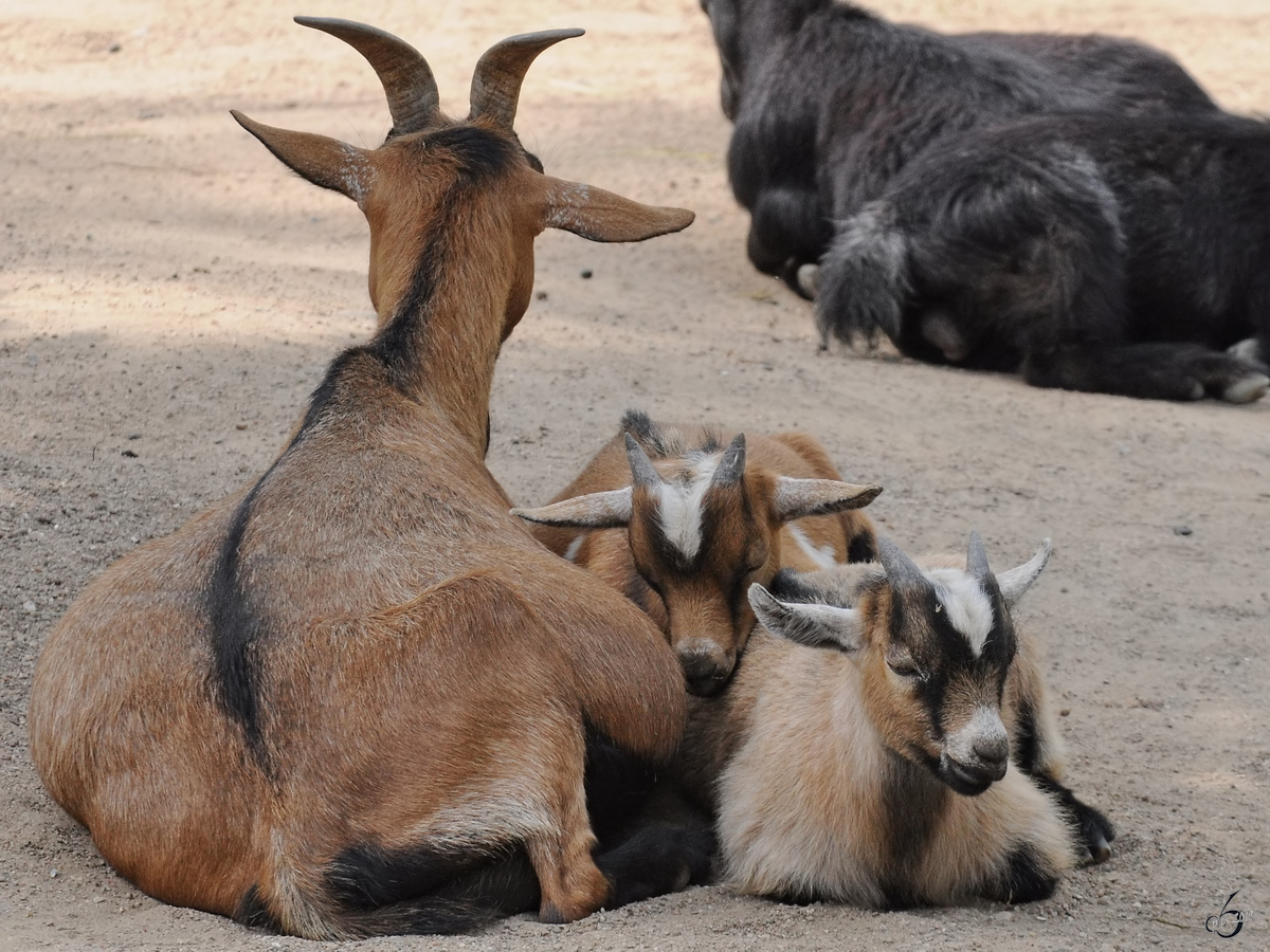 Westafrikanische Zwergziegen Anfang Juli 2010 im Zoo Schwerin.