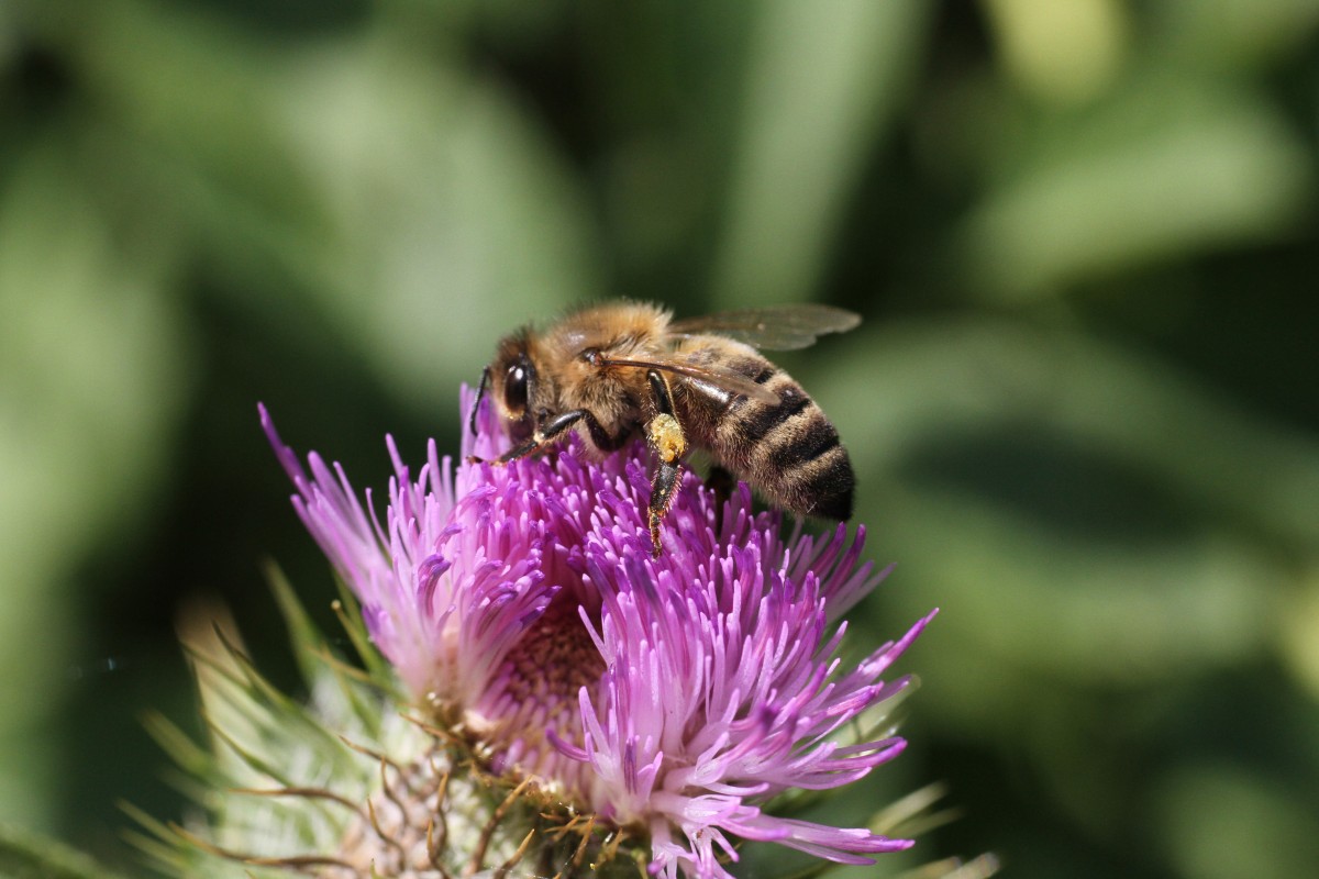 Westliche Honigbiene (Apis mellifera) am 16.7.2010 bei Muggensturm.