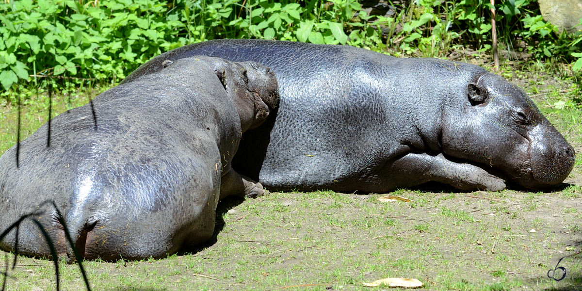 Westliche Zwergflupferde im Zoo Duisburg. (Juni 2013)