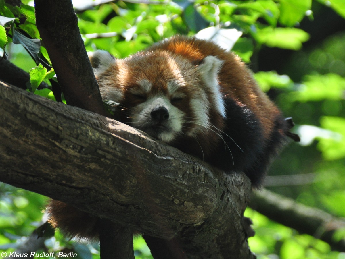 Westlicher Katzenbr (Ailurus fulgens fulgens). Weibchen  Tabea  im Tierpark Berlin (Juli 2015).