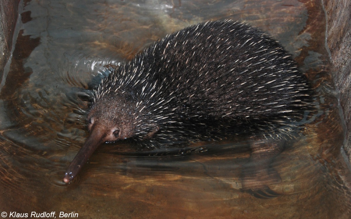 Westlicher Langschnabeligel (Zaglossus bruijnii). Mnnchen  Smaller  im Zoo Moskau (2008).