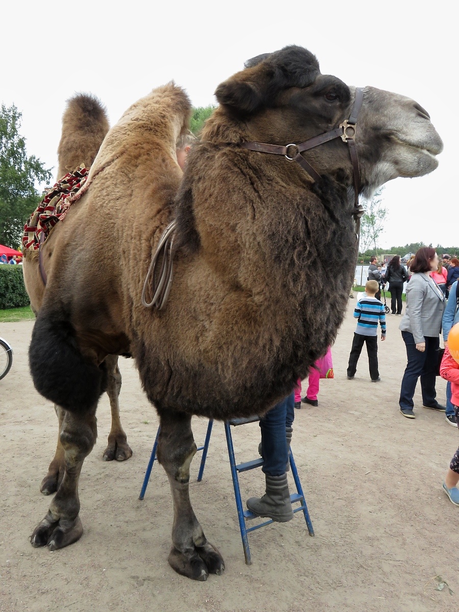 Wie ein Promi auf dem roten Teppich posiert dieses Kamel auf dem Stadtfest in Kolpino, St. Petersburg, am 15.9.17

Mit der Leiter hinter dem Tier kommen die Kinder aufs Kamel.