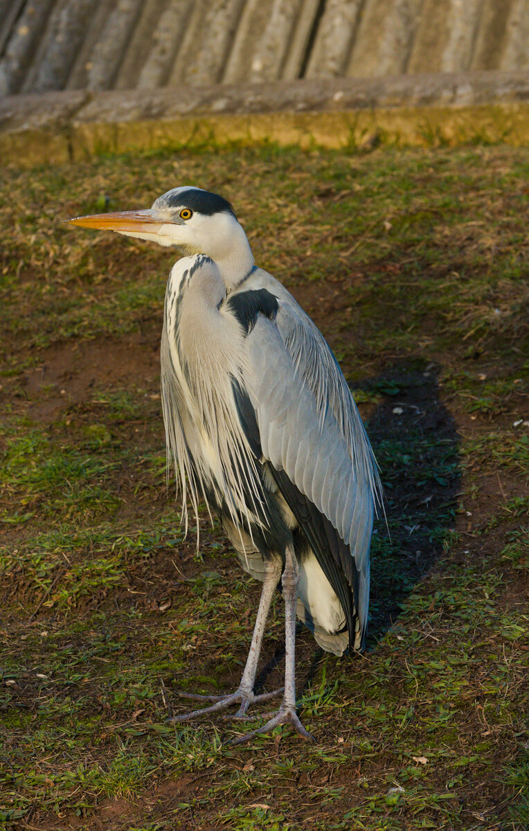 Wie eine kleine Statue harren die Fischreiher lange aus. Eine Zeit lang lassen sie sich nicht mal durch Paparazzis aus der Ruhe bringen. So gesehen am 13.01.2022 im Stuttgarter Rosensteinpark. 