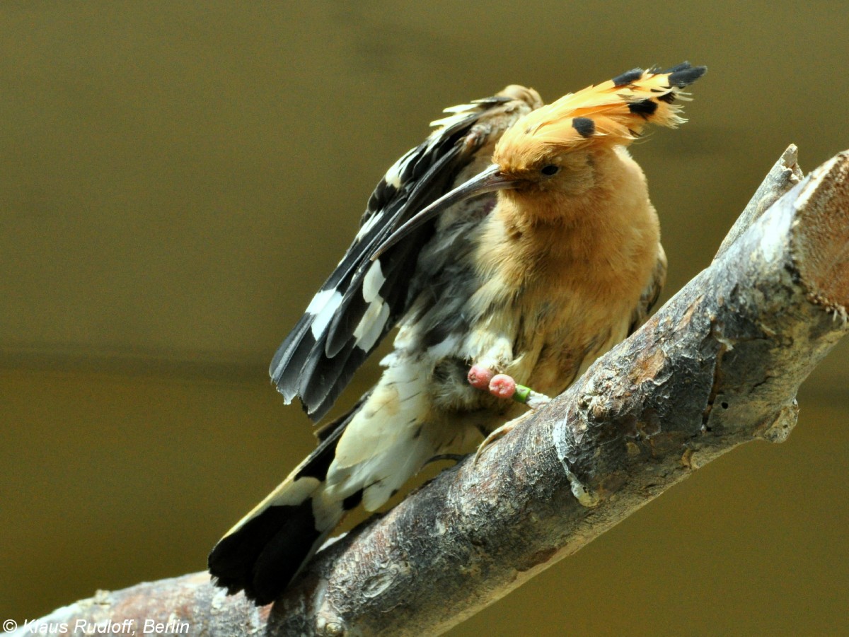 Wiedehopf (Upupa epops) im Zoo Berlin (Juli 2015).