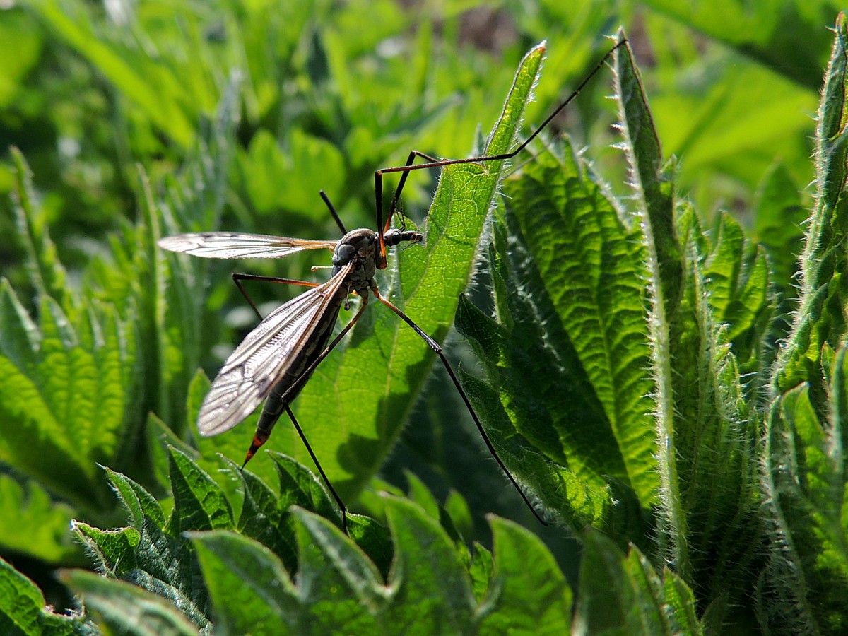 Wiesenschnake(Tipula paludosa) auf Futtersuche; 140504