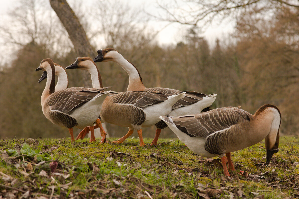 Wildgnse-Quintett am 18.03.2023 am Neckar bei Ludwigsburg.