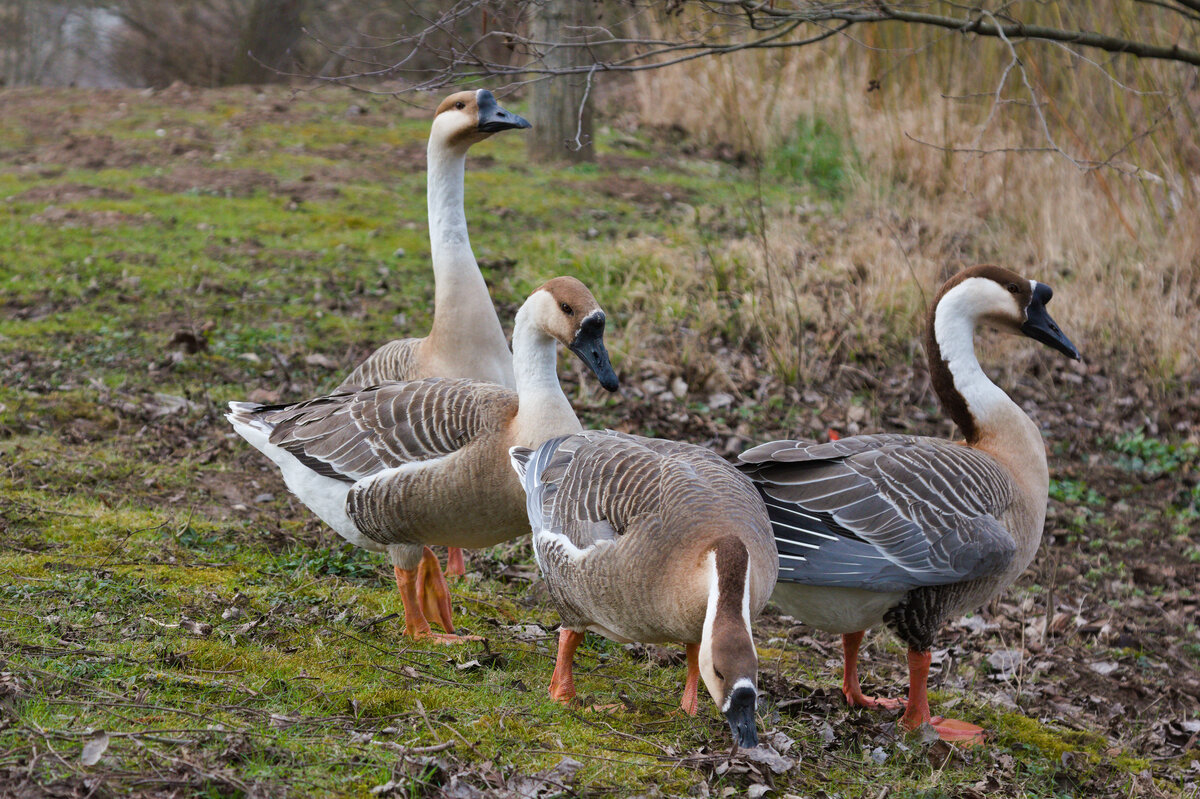 Wildgnsetrio am 18.03.2023 am Neckar bei Ludwigsburg. 