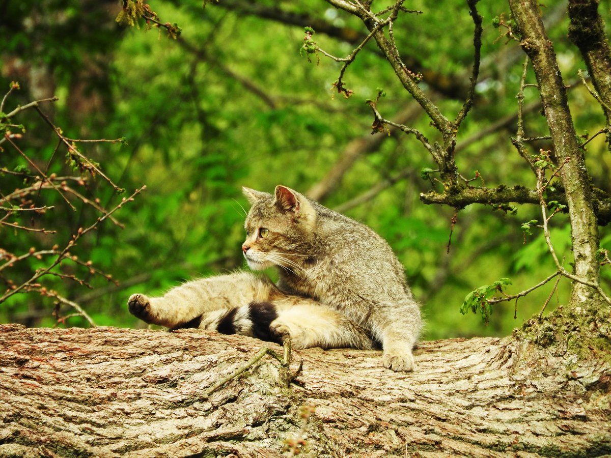 WILDKATZE IM TIERGARTEN WEILBURG/LAHN
Noch einmal meine Begegnung mit der Wildkatze im herrlichen Tiergarten WEILBURG/LAHN,am 26.4.20118,bei ihrer Krperpflege....