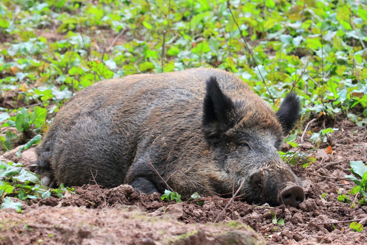 Wildschwein in Tambach am 04.10.2015.