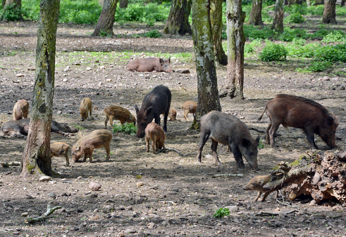 Wildschweinhorde im Hochwildpark Rheinland bei Kommern - 10.05.2015