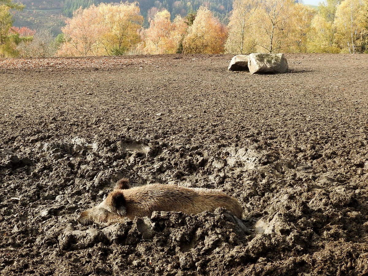 Wildschwein(Sus scrofa)ist gut getarnt whrend des Schlammbades; 151108