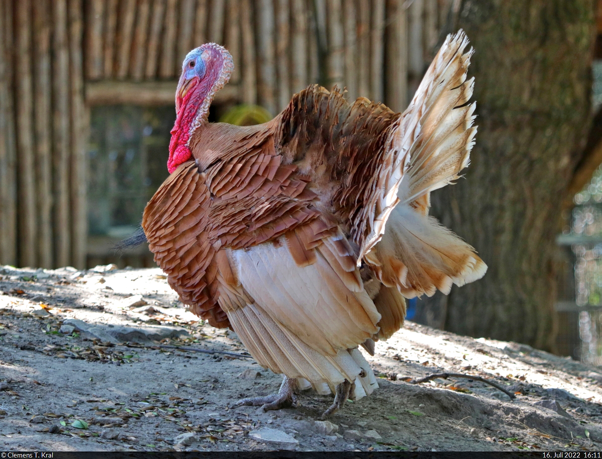 Willibald stolziert durch seine Anlage.
Ronquirez-Puter (Meleagris gallopavo f. domestica) im Zoo Aschersleben.

🕓 16.7.2022 | 16:11 Uhr