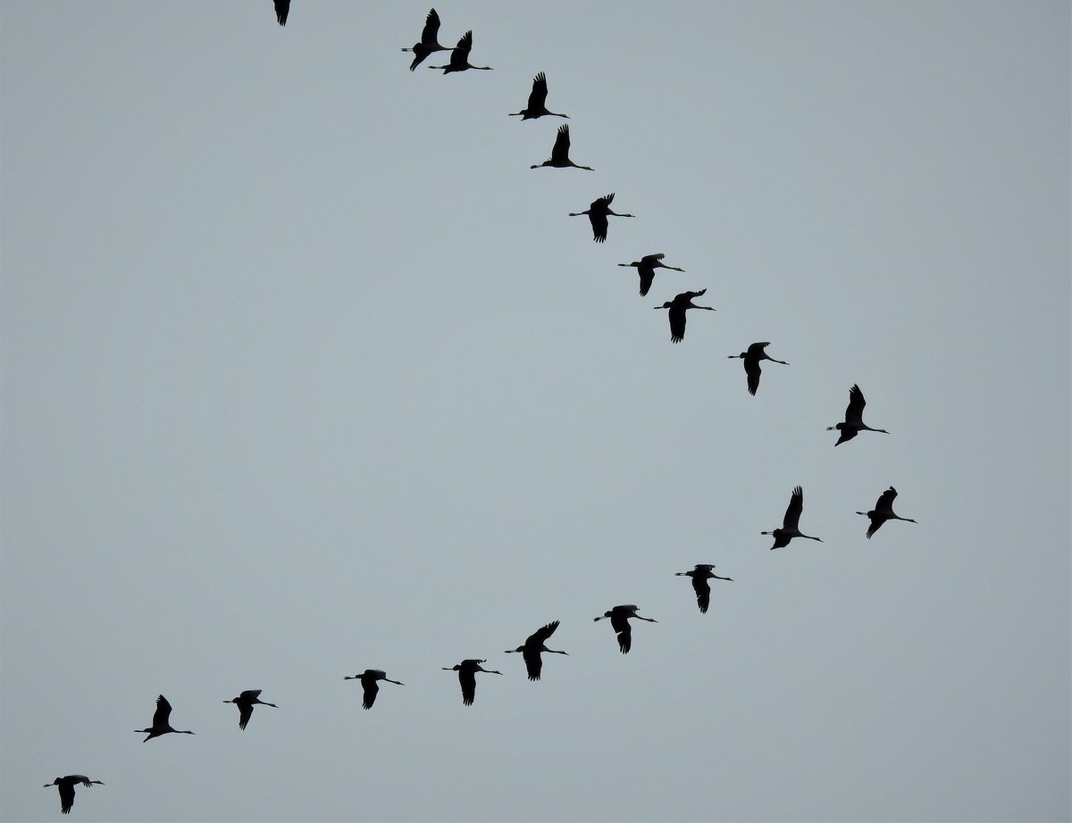 WINDSCHATTENFLUG DER KRANICHE
Bei der gegenwrtigen Rckkehr der Kraniche in der typischen V-Form kann man gut ihre Ausnutzung des Windschattens beobachten...abgekupfert u.a. von Radrennfahrern...
am 20.2.2021 ber SIEGEN...