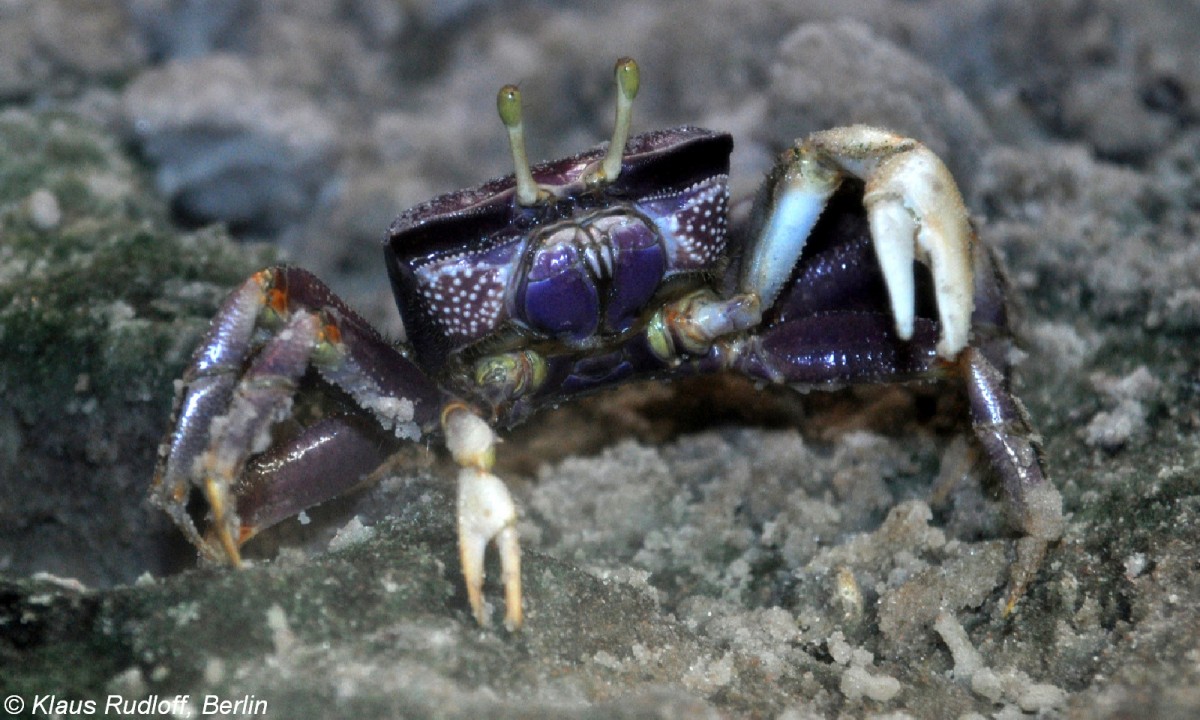 Winkerkrabbe (Afruca tangeri) im Aquarium Charlottenlund (2009).