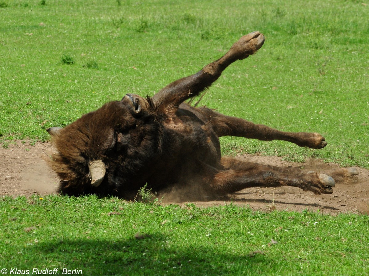 Wisent (Bison bonasus). Bulle beim Sandbaden im Zoo und Botanischen Garten Pilsen (Plzen, Juni 2015.