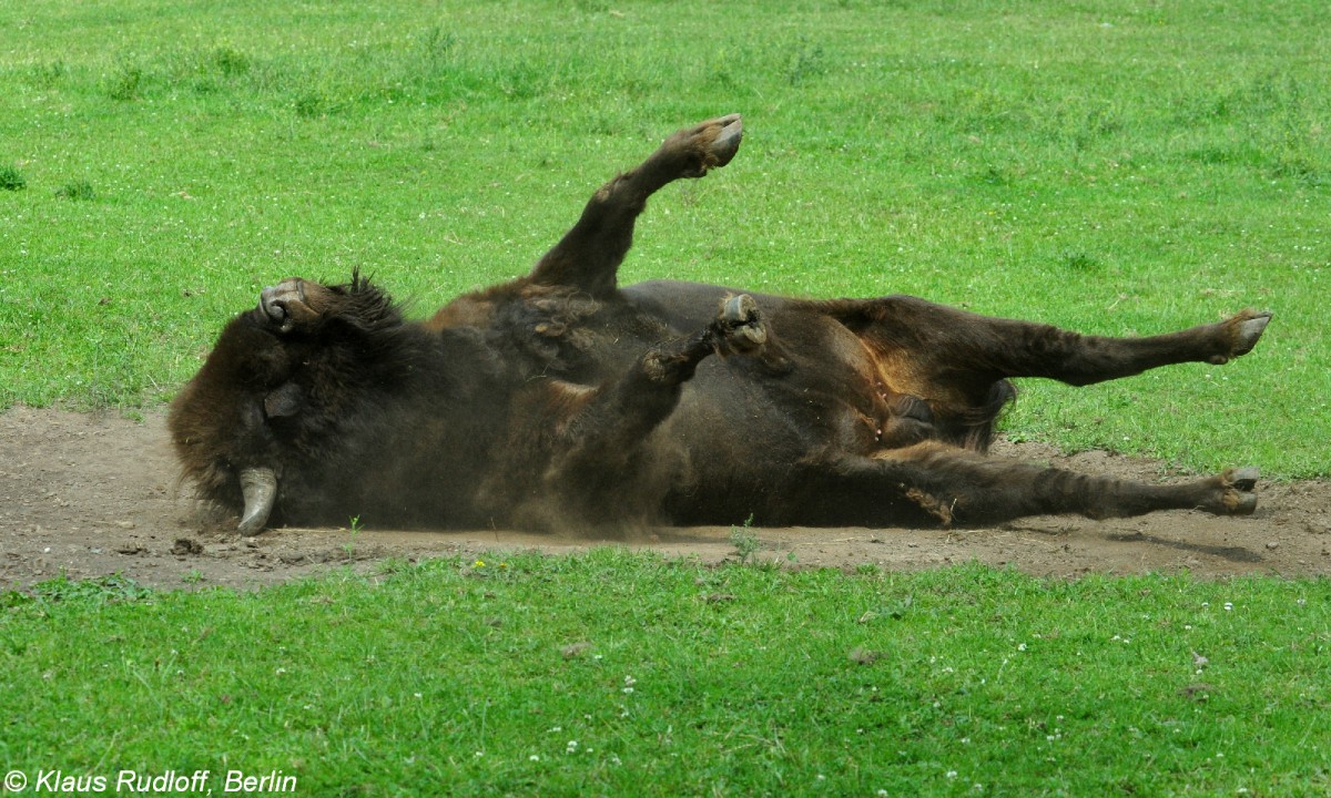 Wisent (Bison bonasus). Bulle beim Sandbaden im Zoo und Botanischen Garten Pilsen (Plzen, Juni 2015.