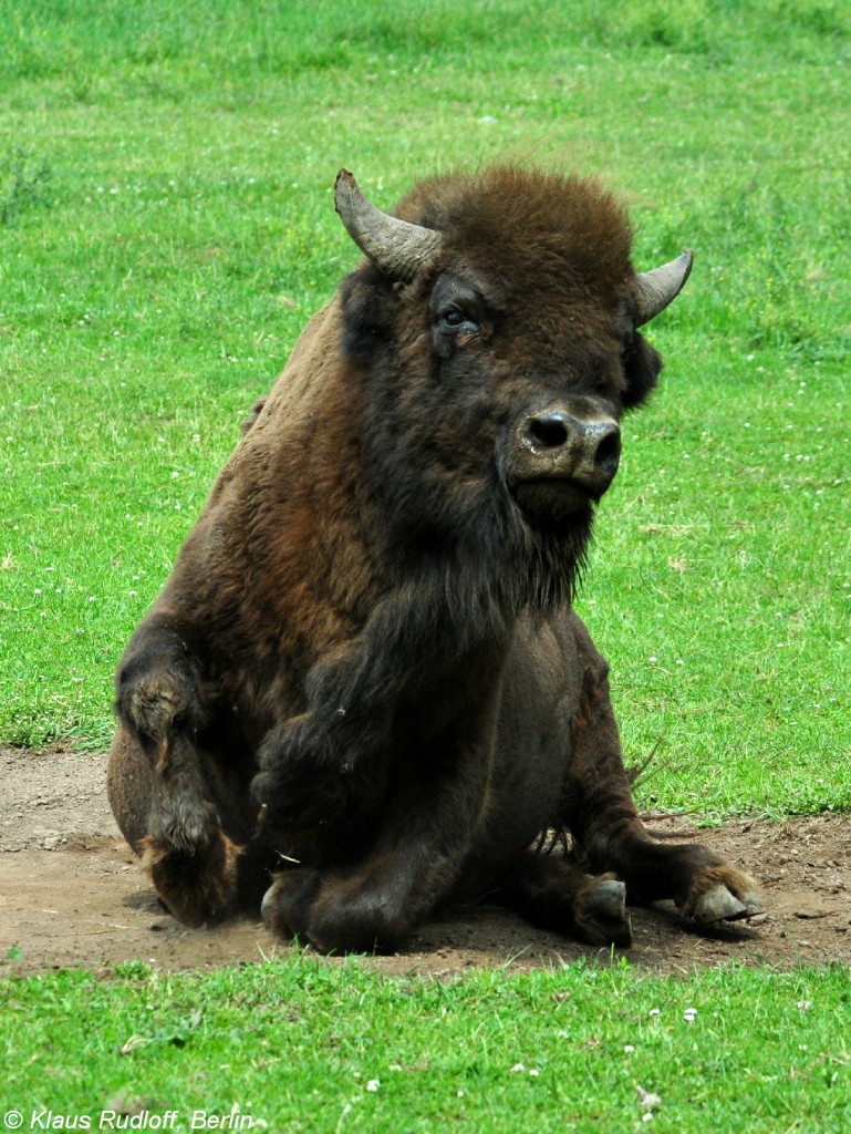 Wisent (Bison bonasus). Bulle im Zoo und Botanischen Garten Pilsen (Plzen, Juni 2015.
