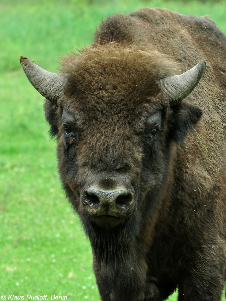 Wisent (Bison bonasus). Bulle im Zoo und Botanischen Garten Pilsen (Plzen, Juni 2015.