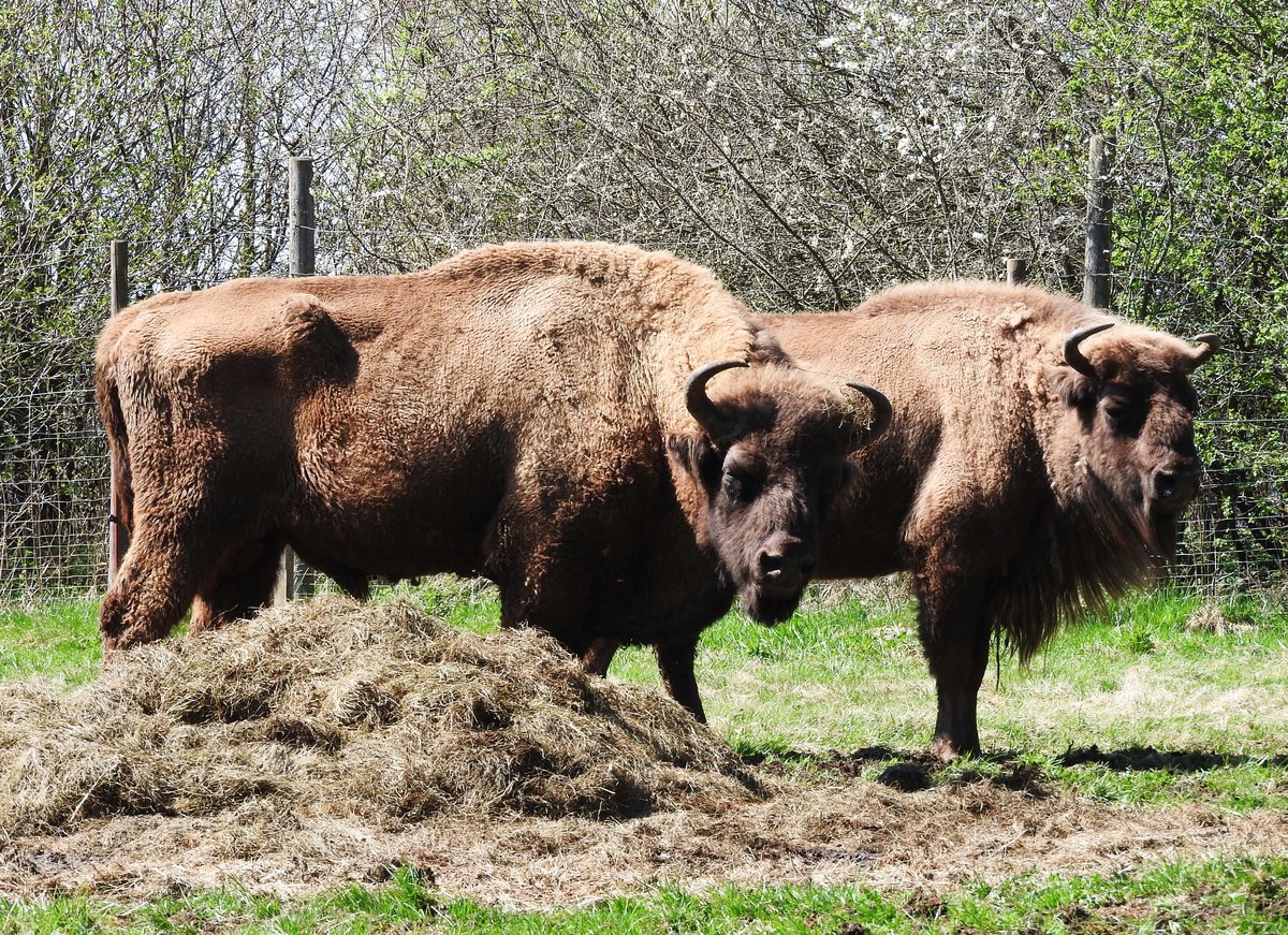 WISENTE IM HOHEN WESTERWALD (BAD MARIENBERG)
Beim Futtern konnte ich die beiden Schwergewichte am 18.4.2018 im WILDPARK BAD MARIENBERG/WW.
,einem wunderbar weitlufigen Gelnde,beobachten,als beide gleichzeitig in die Kamera schauten....
Der  BISON BONASUS ,seit Ausrottung des Auerochsen Europas grtes und schwerstes
LANDSUGETIER mit einer Schulterhhe bis zu 2 Meter,ist durch menschliche Verfolgung zu einem
Tier dichter Wlder geworden....Die Kmpfe zwischen rivalisierenden Bullen knnen zu schweren
Verletzungen fhren,kein Wunder bei diesen massigen Krpern.....hier,auf den Hhenzgen des
WESTERWALDES,kann man sie in ihrem weitlufigen Gehege gut beobachten....