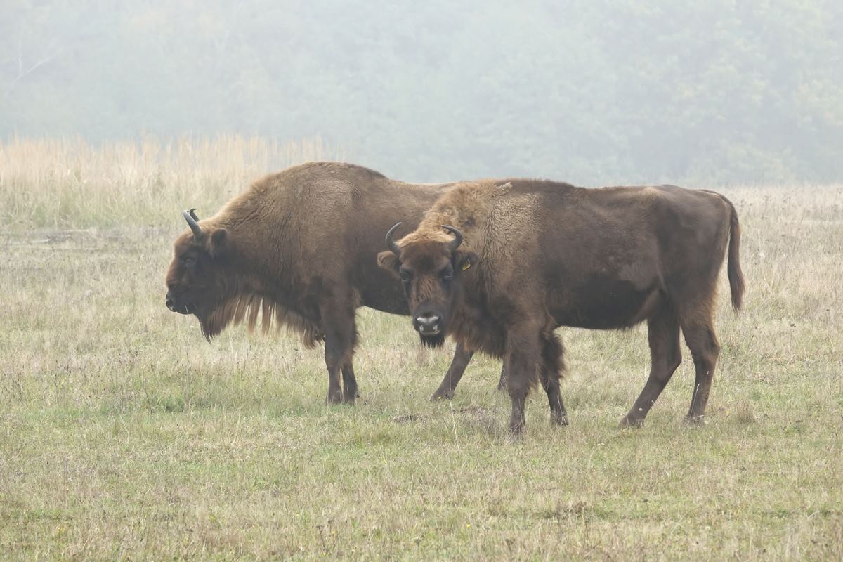 Wisente im Wildpark Schorfheide an einem nebligen Herbsttag (26.10.2016)