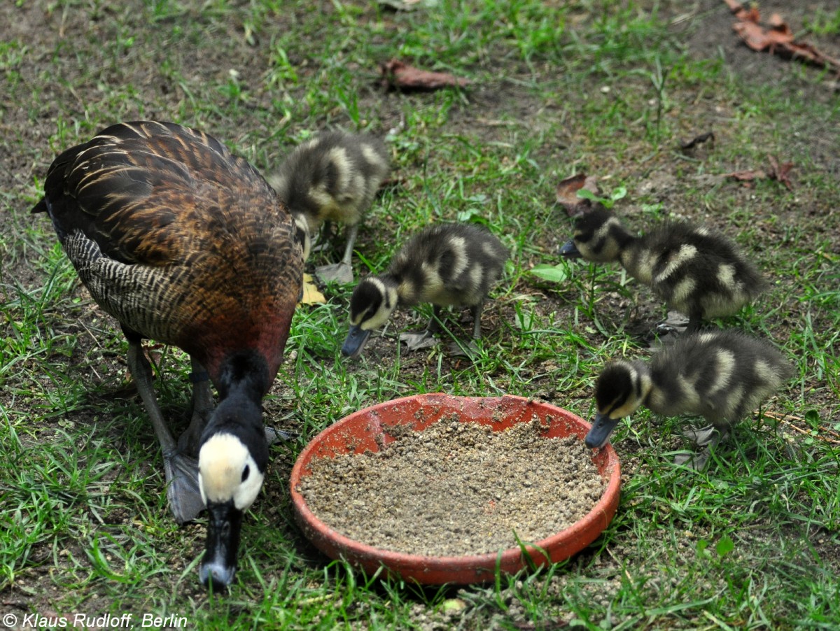 Witwenpfeifgans /Dendrocygna viduata). Adult mit Kken im Tierpark Cottbus (August2015).