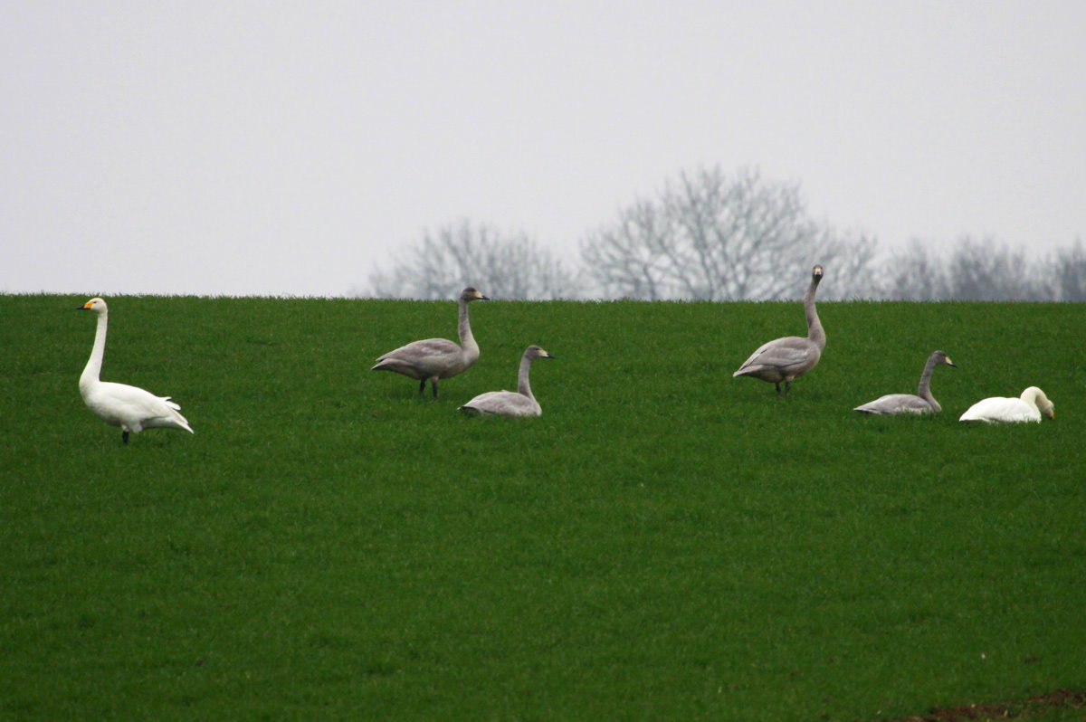 Wo ich sonst die grte Nandupopulation in Deutschland antreffe, beobachtete ich gestern eine Familie Singschwne. Zur Zeit sind viele Singschwne als Wintergste in Nordwestmecklenburg. Vielleicht gelingt mir noch ein Foto mit beiden Vogelarten. Utecht, 30.11.2014