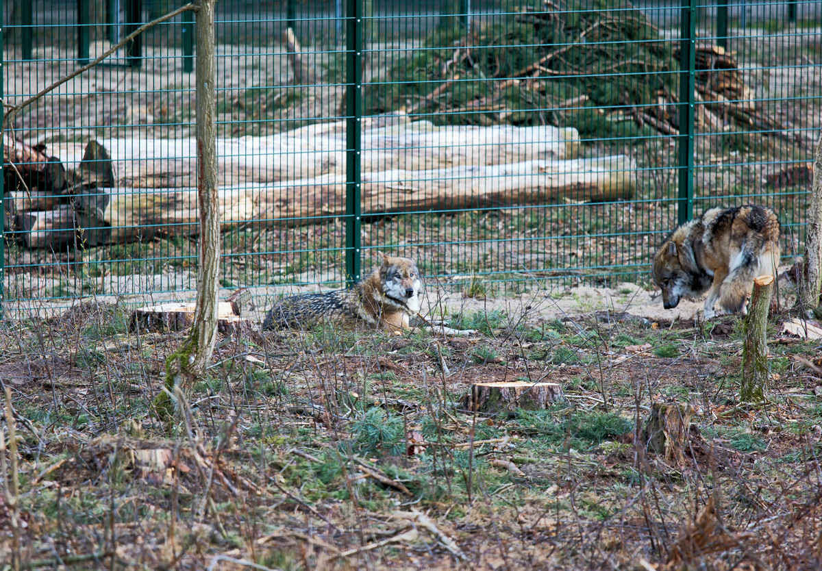 Wlfe des Tierparks Ueckermnde. - 05.04.2015