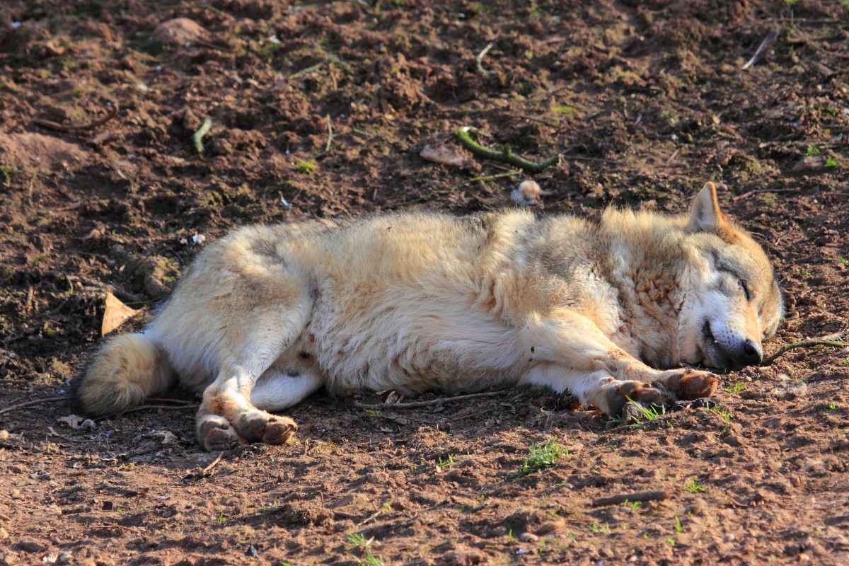 Wolf beim Mittagsschlaf in Tambach am 28.03.2015.