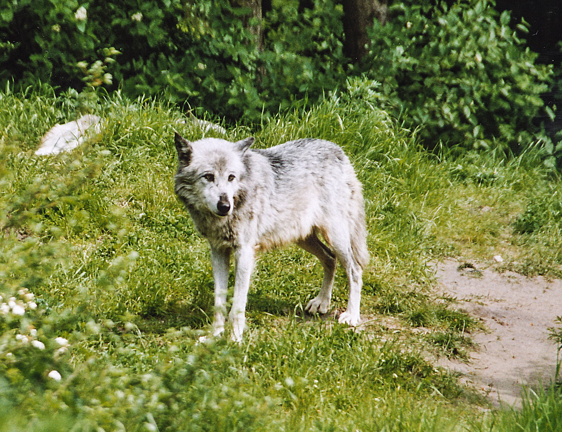 Wolf in Givskud Zoo in Dnemark. Aufnahme: 30. Mai 2004.