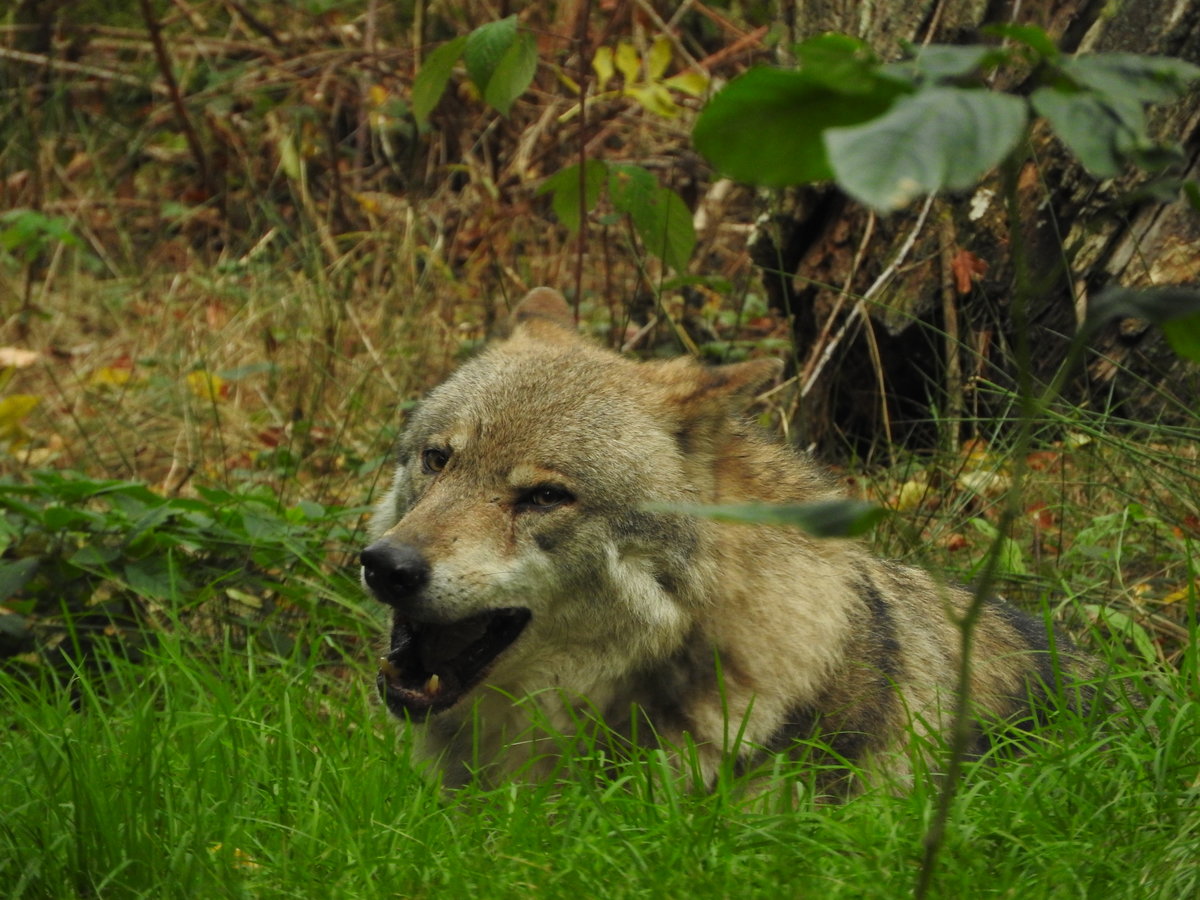 WOLF(CANIS) IM TIERGARTEN WEILBURG/LAHN
Zwei Wlfe gibt es zur Zeit im Tiergarten WEILBURG...am 7.10.2018 gab es fr Besucher die Gelegenheit,
bei einer Ftterungs-Fhrung die Tiere in ihrem Gehege bei und nach der Ftterung aus nchster
Nhe zu erleben...er ist natrlich der Urahn des Haushundes(Schferhundes),aber ein Blick ins Gesicht mit den
scharfen Reizhnen zeigt,er ist ein echtes Raubtier....eine faszinierende Begegnung....Dank ans
Forstamt WEILBURG.