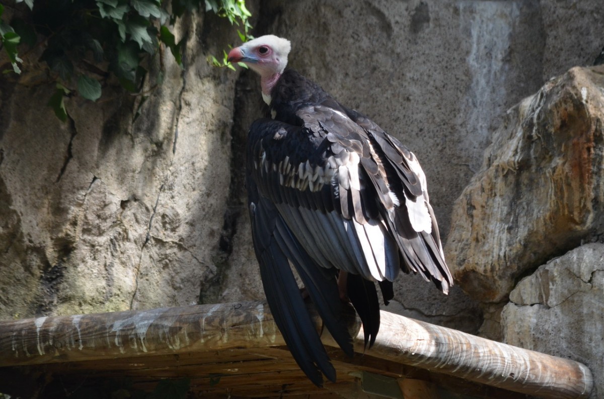 Wollkopfgeier     im Zoo Berlin  14.08.2014