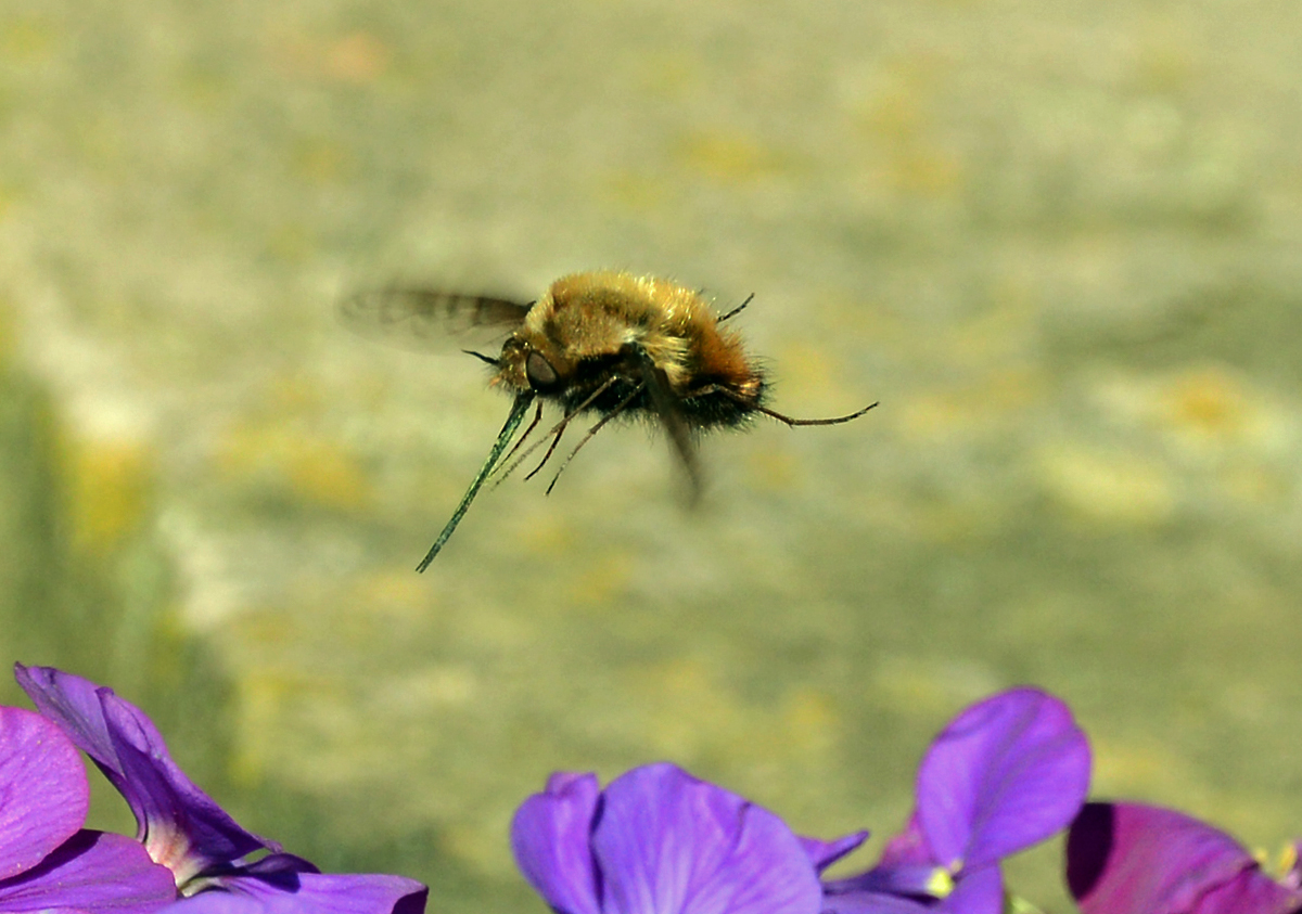 Wollschweber mit  Pelzmantel  und langem Saugrüssel im Anflug auf eine Blüte - 20.04.2015