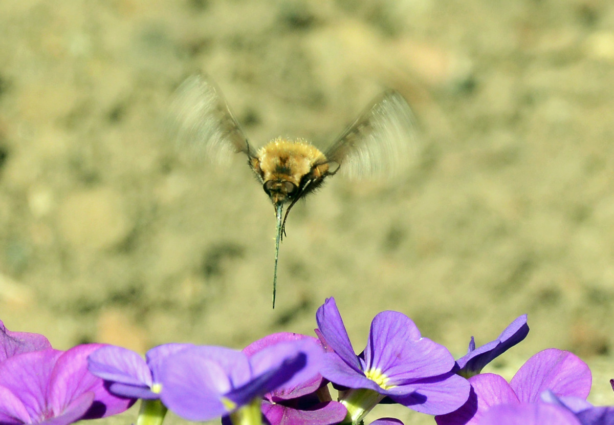 Wollschweber mit seinem langen Saugrüssel im Schwebeflug über einer Blüte - 20.04.2015
