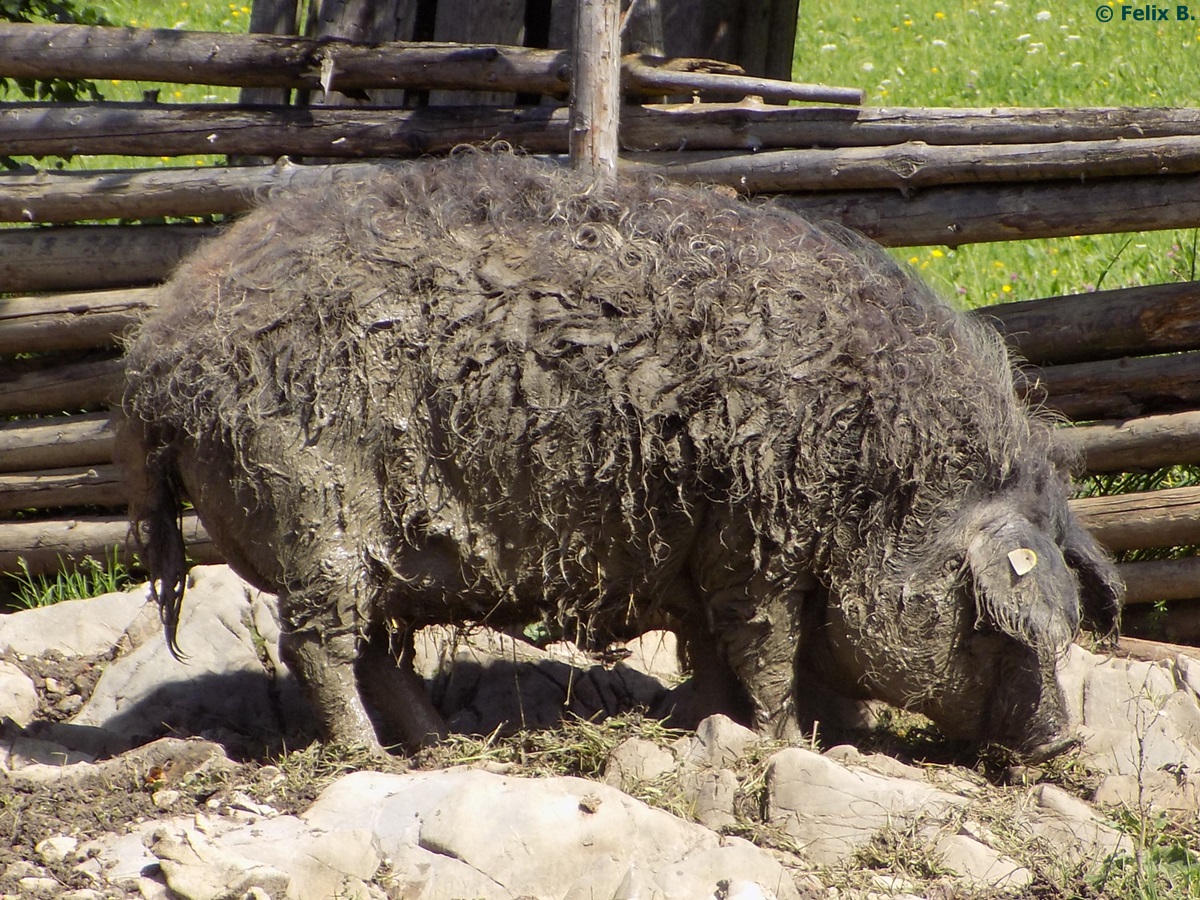 Wollschwein bei Schliersee am 17.08.2014