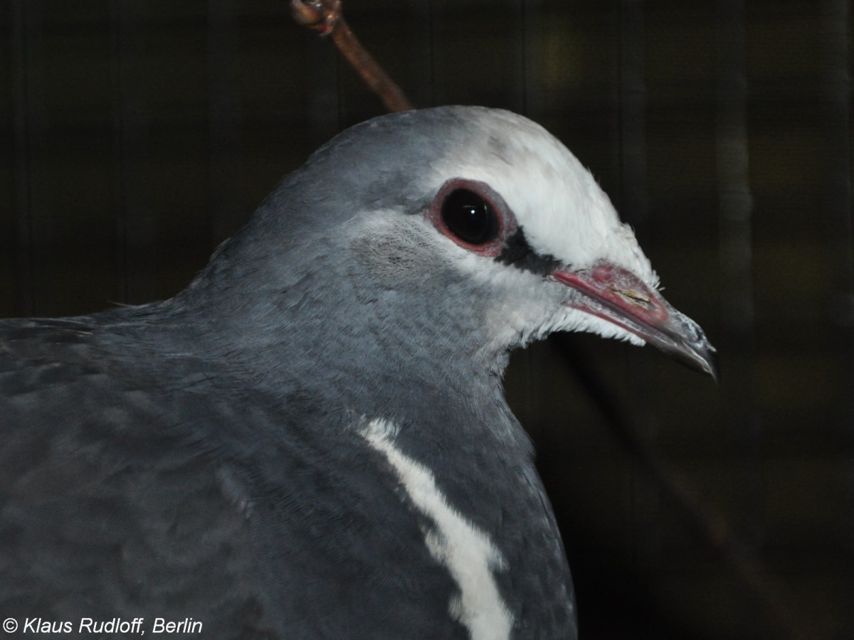 Wongataube (Leucosarcia melanoleuca) auf der Landesvogelschau Recklinghausen (Januar 2014).