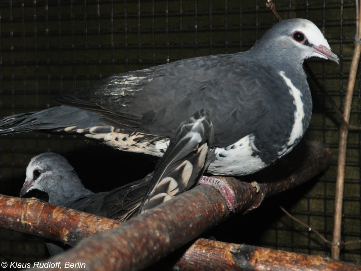 Wongataube (Leucosarcia melanoleuca) auf der Landesvogelschau Recklinghausen (Januar 2014).