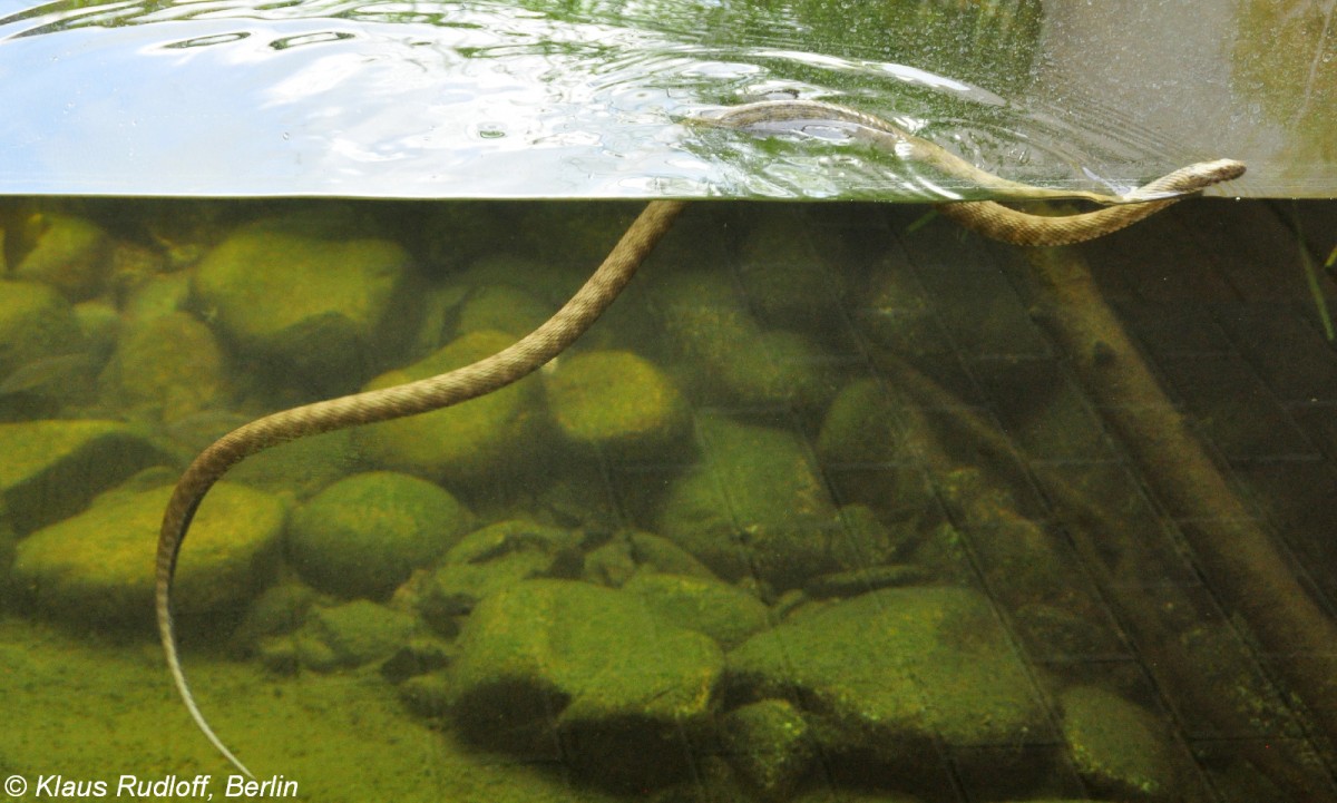 Wrfelnatter (Natrix tessellata) im Zoo Hluboka / Tschechien.