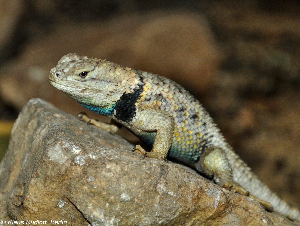 Wsten-Stachlleguan (Sceloporus magister) im Zoo und Botanischen Garten Pilsen (Plzen, Juni 2015).