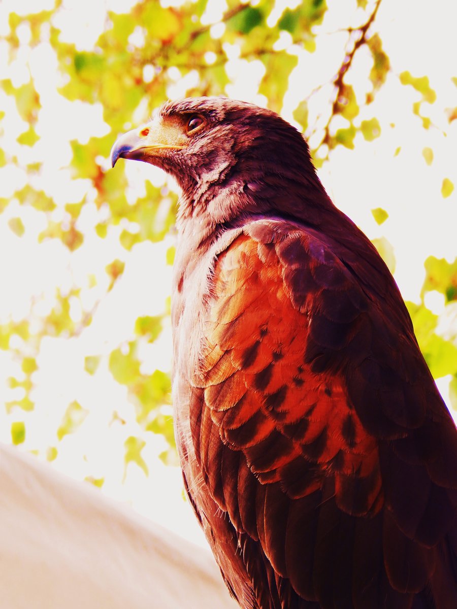 WSTENBUSSARD-
Bildschnes Exemplar eines Wstenbussards,der von einem Falkner am 3.10.2014
beim Herbstmarkt in NEUNKIRCHEN/SIEGERLAND gezeigt wurde und der hchst
aufmerksam das Geschehen beobachtete.....