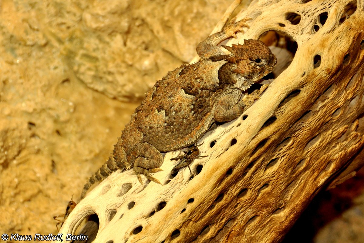 Wstenkrtenechse, Desert Horned Lizard (Phrynosoma platyrhinos), Zoologisch Botanischer Garten Wilhelma Stuttgart, April 2013. 
