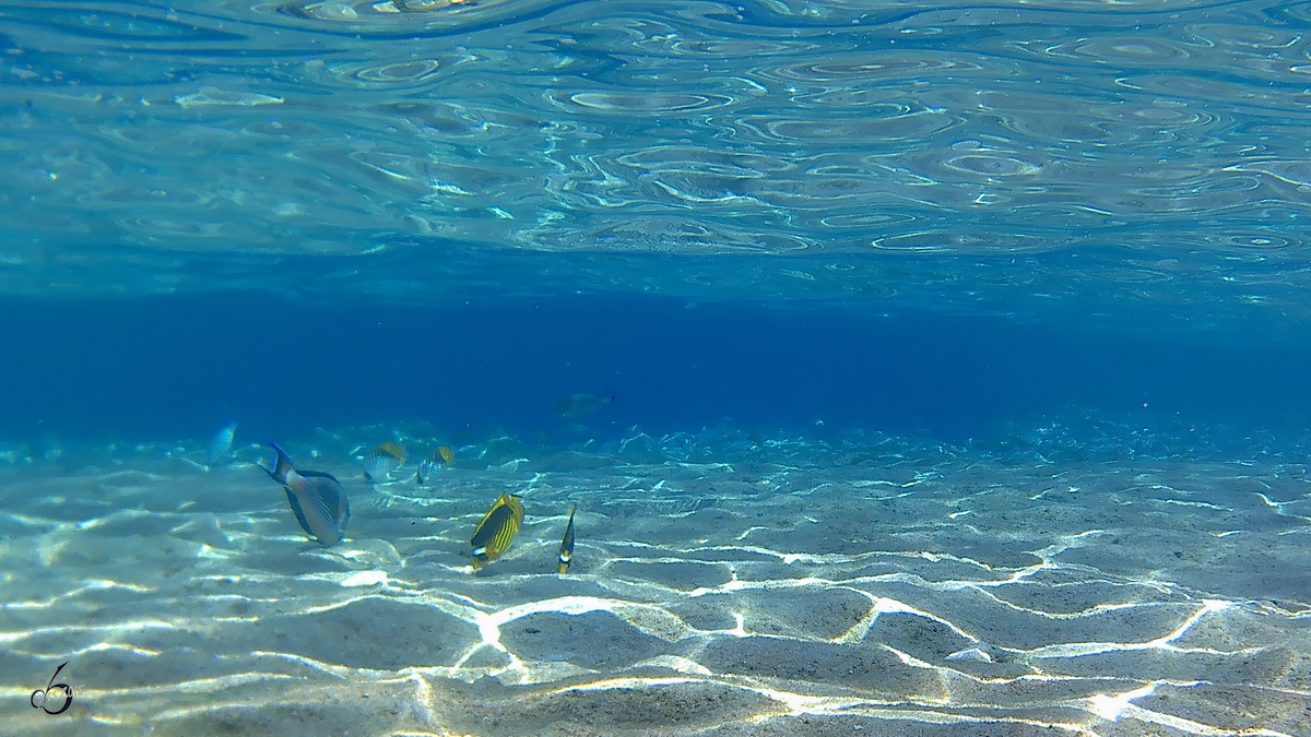 Wunderbare Unterwasserwelt im Roten Meer. (Scharm El Scheich, Dezember 2018) 