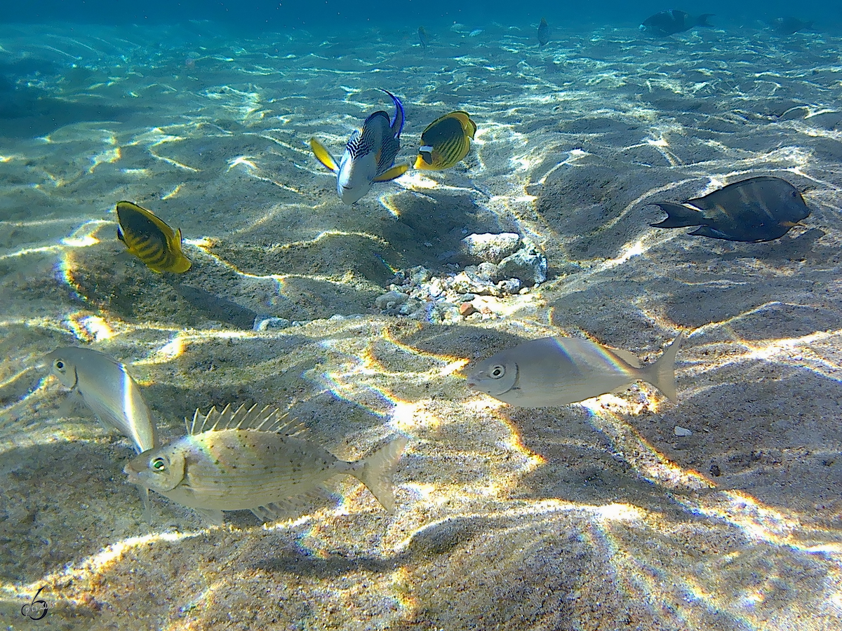 Wunderbare Unterwasserwelt im Roten Meer. (Scharm El Scheich, Dezember 2018) 