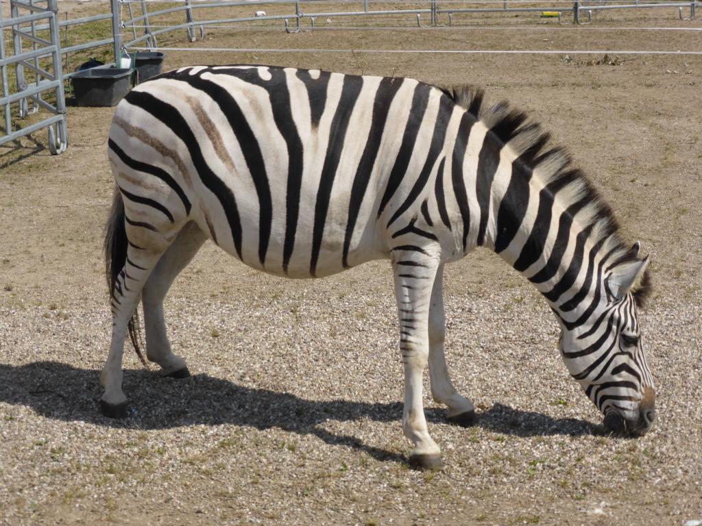 Zebra, aufgenommen am 19.07.2014