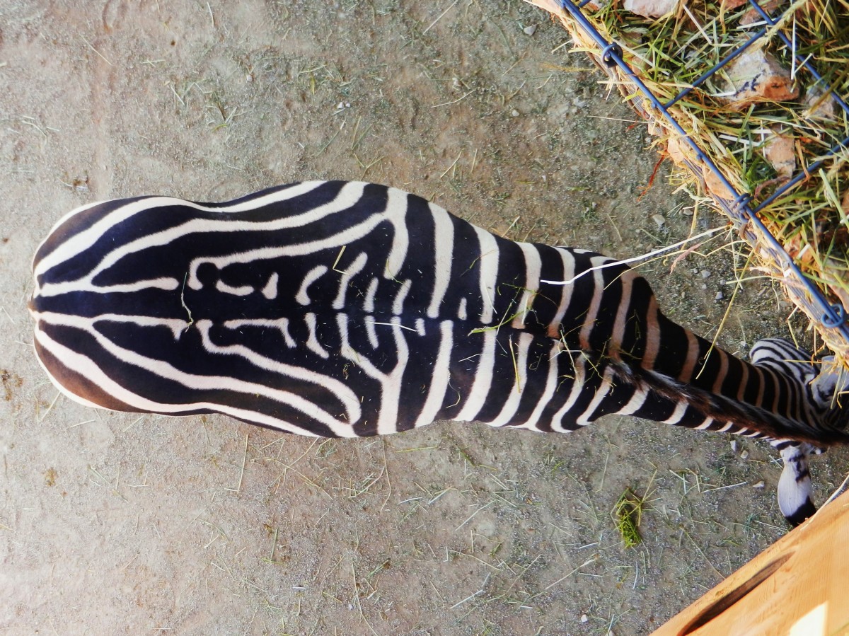 Zebra aus der Vogelperspektive in Knies Kinderzoo. Der Zoo ist ein zoologischer Garten in Rapperswil-Jona, Schweiz, der 1962 erffnet wurde. Er gehrt zum schweizerischen Traditionszirkus Knie - 20.03.2014