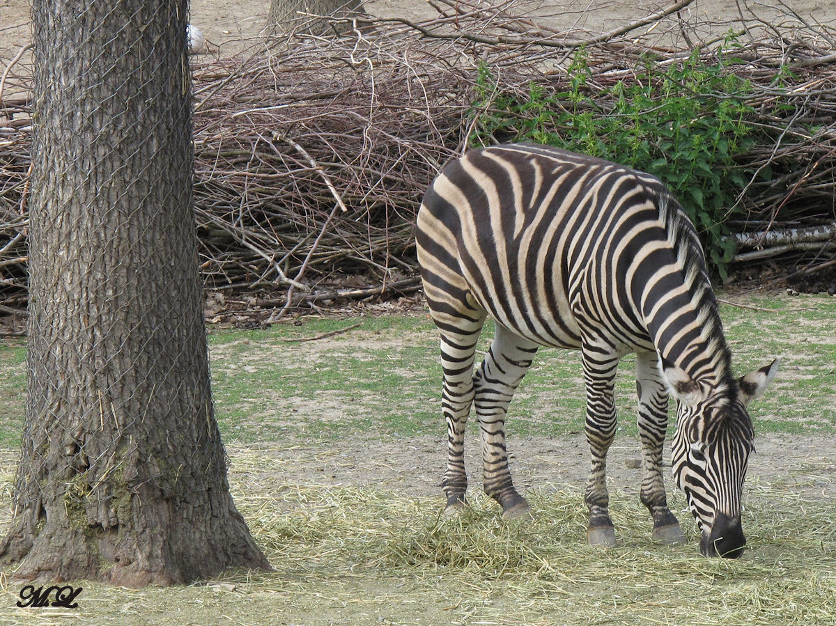 Zebra im Brünner Zoo. (02.06.2012)