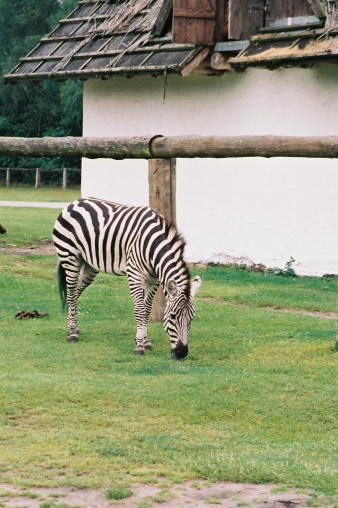 Zebra im Safaripark Stukenbrock (SCHLO HOLTE-STUKENBROCK, Kreis Gtersloh/Deutschland, 29.07.1998) -- Foto eingescannt